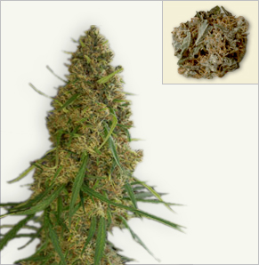 Jack Herer marijuana graines à floraison automatique